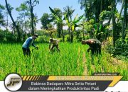 Babinsa Dadapan: Mitra Setia Petani dalam Meningkatkan Produktivitas Padi