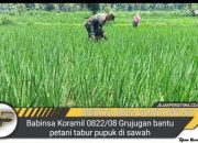 Babinsa Koramil 0822/08 Grujugan bantu petani tabur pupuk di sawah