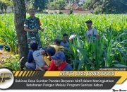 Babinsa Desa Sumber Pandan Berperan Aktif dalam Meningkatkan Ketahanan Pangan Melalui Program Sanitasi Kebun