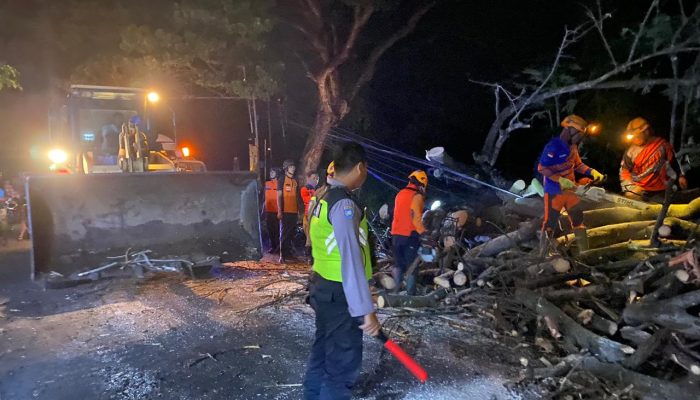 Polsek Prajekan Gerak Cepat Tangani Pohon Tumbang yang Menutupi Akses Jalan