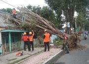 Babinsa Koramil 0822/01 Bondowoso Bantu Evakuasi Pohon Tumbang