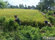 BABINSA SERTU NANANG MEMIMPIN PENDAMPINGAN PEMBERSIHAN SALURAN IRIGASI UNTUK KETAHANAN PANGAN