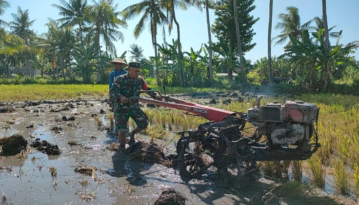 Babinsa 0822/14 Dampingi Petani Lakukan Pengolahan Tanah Sawah.