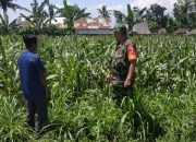 Babinsa Koramil 0822/08 Bondowoso Dampingi Petani Merawat Tanaman Jagung