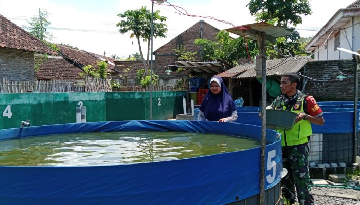 Babinsa Bataan Dukung Pengembangan Budidaya Ikan Lele