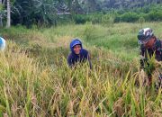 Babinsa Koramil 0822/04 Tenggarang melaksanakan pendampingan panen padi milik Tejo Desa Koncer Darul Aman