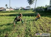Serda Alamudin: Tanaman Jagung Perlu Di Rawat Agar Bisa Tumbuh Optimal