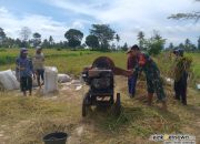 Babinsa Desa Karanganyar Bantu Panen Padi, Petani Puji Pendampingannya