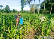 Setiap Saat Siap Bergerak Membantu Petani Babinsa Bantu Warga Penyemprotan Hama Tanaman Jagung