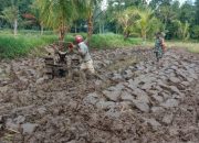 Babinsa Kodim 0822 Bondowoso Serentak Dampingi Petani Mengolah Lahan Sawah