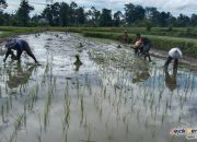 Peran Aktif Babinsa Demi Menjaga Ketahanan Pangan Di Kabupaten Bondowoso