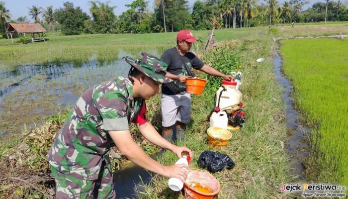 Babinsa Koramil 0822/01 Bantu Penyemprotan Herbisida (Gulma)