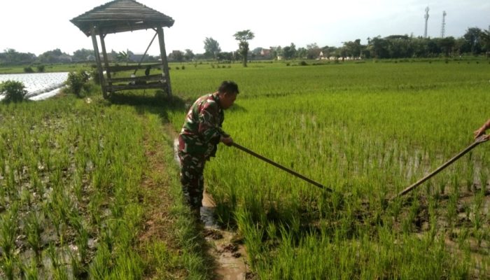 Babinsa Desa Pejaten Terjun ke Sawah, Bantu Petani Tingkatkan Ketahanan Pangan