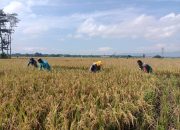 Panen Padi Lancar, Warga Kademangan Apresiasi Peran Serda Slamet