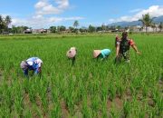 Babinsa Tamansari Dukung Program Ketahanan Pangan Melalui Pendampingan Penanaman Padi