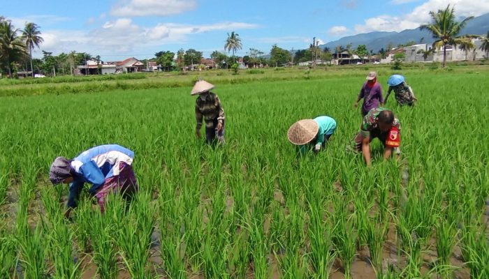 Babinsa 0822/01 Kota Dukung Program Ketahanan Pangan Melalui Pendampingan Penanaman Padi