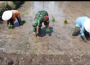 Dukung Program Pemerintah (Hanpangan), Babinsa 0822/09 Pujer Dampingi Petani Menanam Padi