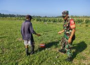 Tingkatkan Hasil Produksi, Sertu Johari Bantu Pemupukan Tanaman Jagung