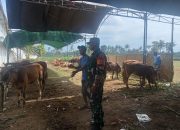 Sukses Potong Ribuan Hewan Qurban Dalam Waktu Singkat, Ini Kata Babinsa