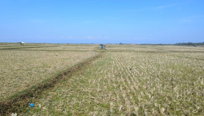 316 Hektar Sawah di Desa Mekarsari Terancam Kekeringan, Petani Menunggu Musim Hujan