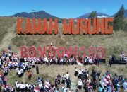 Kawah Wurung Bondowoso Menjadi Lautan Bendera Merah Putih Yang Berkibar