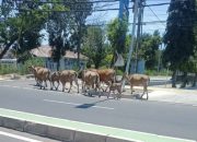 Berbahaya bagi Pengguna Jalan di labuan Bajo Sapi bekerliaran