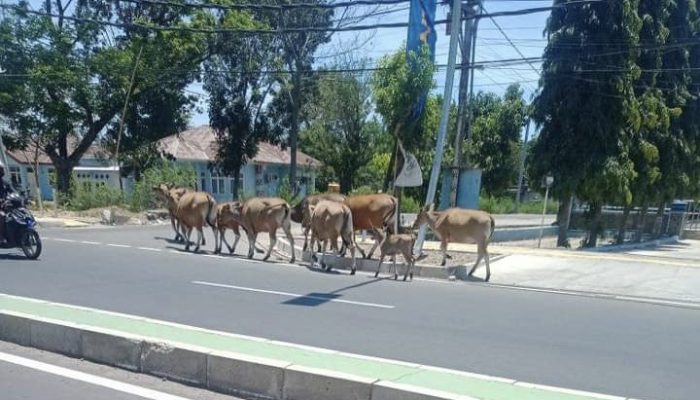 Berbahaya bagi Pengguna Jalan di labuan Bajo Sapi bekerliaran