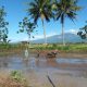 Babinsa Jadi Petani! Serka Lugito Turun Langsung Bantu Tanam Padi di Sawah 2 Hektare Bondowoso