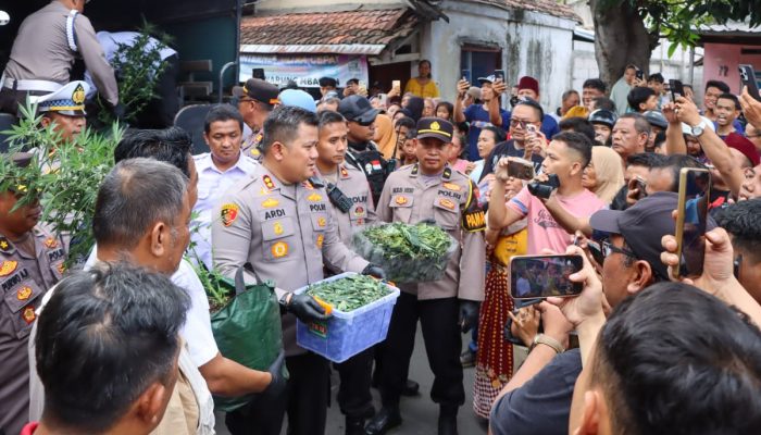 Polres Jombang Bongkar Budidaya Ganja di Rumah Kontrakan,110 Batang Disita